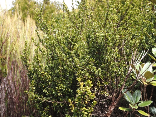 Coprosma pseudocuneata, photograph 1