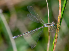 Lestes plagiatus