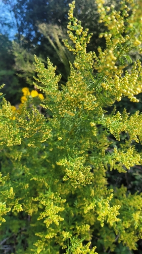 Artemisia annua, photograph 3