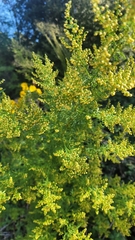 (c) Juan José de Haro, some rights reserved (CC BY-SA) Artemisia annua, photograph (c) Juan José de Haro, some rights reserved (CC BY-SA)