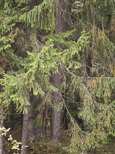 Picea abies, photograph 5