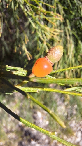 Exocarpos cupressiformis, photograph 4