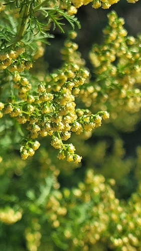 Artemisia annua, photograph 4