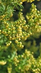 (c) Juan José de Haro, some rights reserved (CC BY-SA) Artemisia annua, photograph (c) Juan José de Haro, some rights reserved (CC BY-SA)