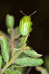 Calomela acaciae