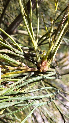 Exocarpos cupressiformis, photograph 5