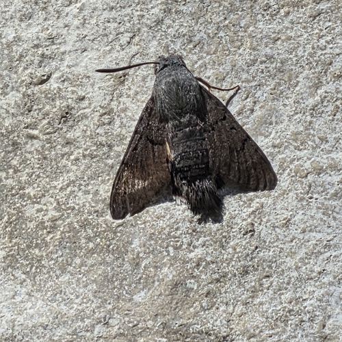 Eurasian Hummingbird Hawkmoth