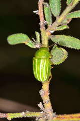 Calomela acaciae