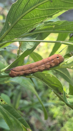 Levant Hawkmoth