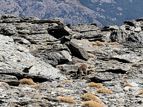 Iberian Ibex