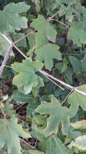 field maple
