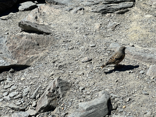 Alpine Accentor