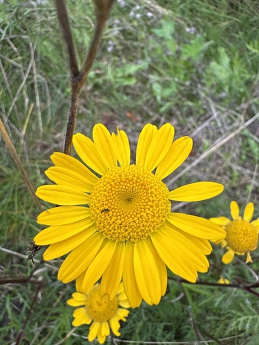 Golden marguerite