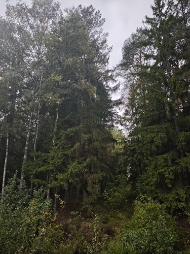 Picea abies, photograph 6