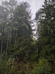 Picea abies, photograph (c) Igor Balashov, some rights reserved (CC BY)