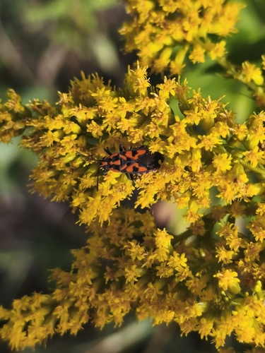 Spilostethus saxatilis