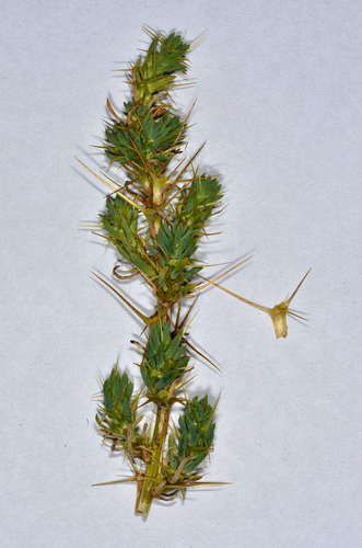 Image of Sclerolaena divaricata by (c) Chris Lindorff, some rights reserved (CC BY)