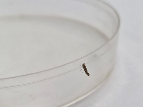Horse-chestnut Leafminer