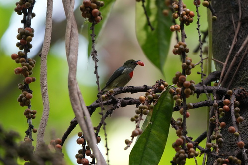 Dicaeum pectorale observed 2026-09-18
