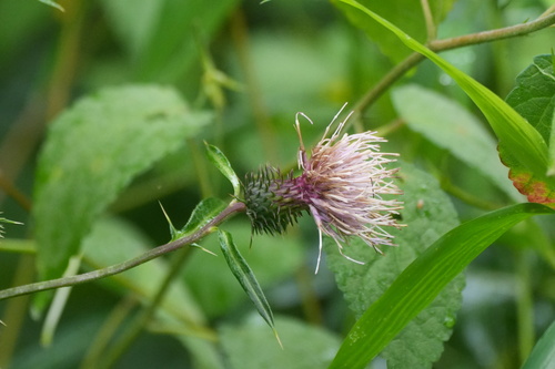 Cirsium nipponicum, photograph 2