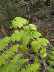 author not stated, no rights reserved Histiopteris incisa, photograph author not stated, no rights reserved