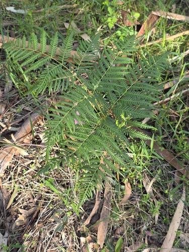 Pteridium esculentum, photograph 5