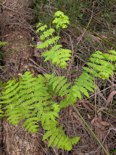 Histiopteris incisa, photograph 2