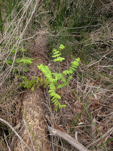 Histiopteris incisa, photograph 3