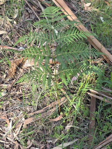 Pteridium esculentum, photograph 6