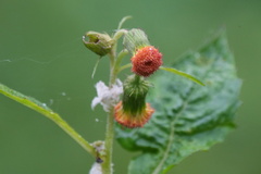 Crassocephalum crepidioides
