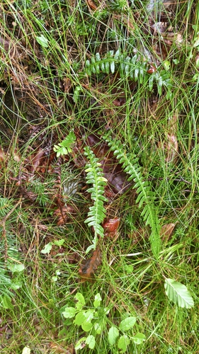 deer fern