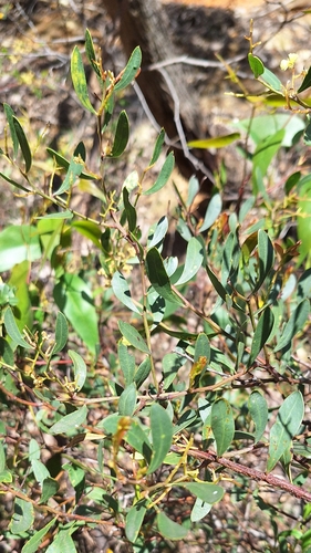 Acacia myrtifolia, photograph 6