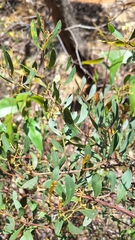 Acacia myrtifolia, photograph author not stated, no rights reserved