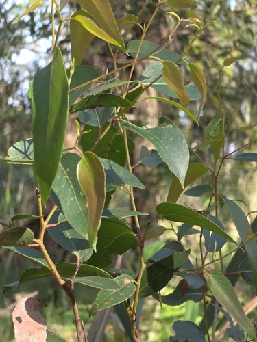 Eucalyptus obliqua