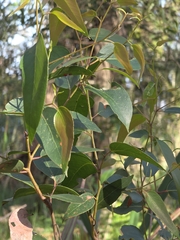 Eucalyptus obliqua, photograph (c) Ian Rainbow, some rights reserved (CC BY)