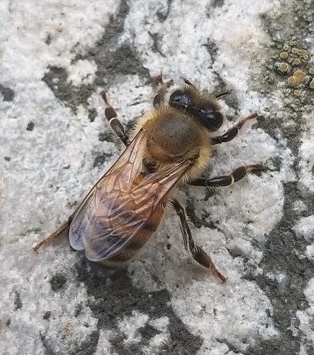 Western Honey Bee
