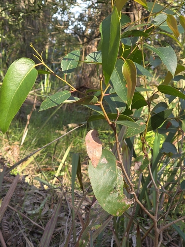 Eucalyptus obliqua, photograph 2