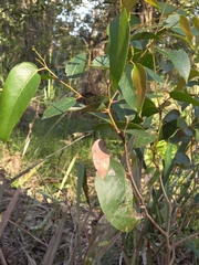 Eucalyptus obliqua, photograph (c) Ian Rainbow, some rights reserved (CC BY)