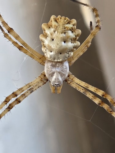 Lobed Argiope