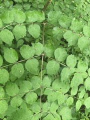 Aralia elata