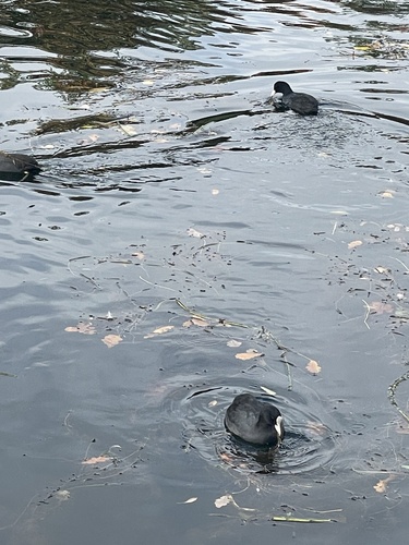 Eurasian Coot