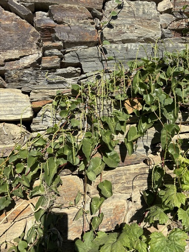 Mignonette vine