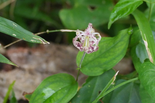 Tricyrtis macropoda, photograph 4
