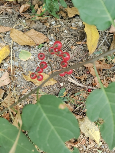 bittersweet nightshade