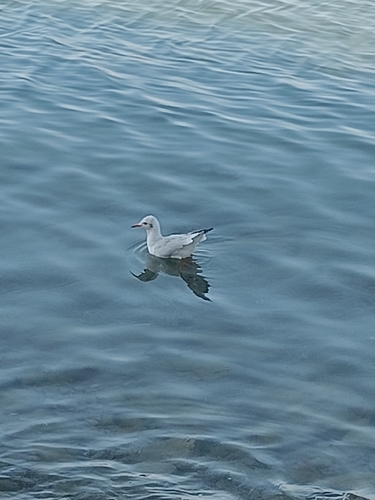 Black-headed Gull