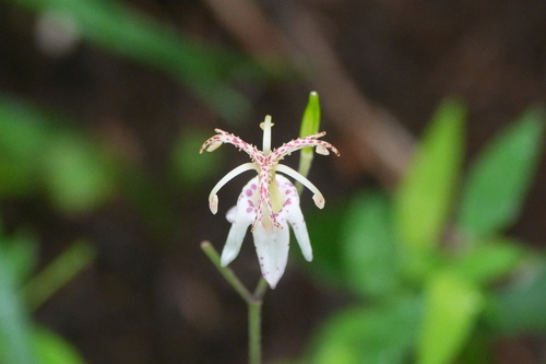 Tricyrtis macropoda, photograph 3