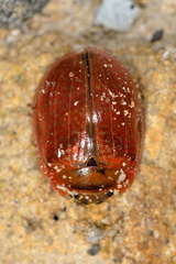 Paropsisterna nucea