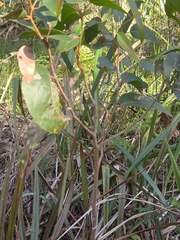 Eucalyptus obliqua, photograph (c) Ian Rainbow, some rights reserved (CC BY)