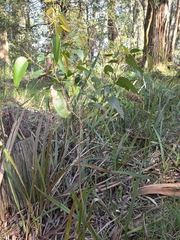 Eucalyptus obliqua, photograph (c) Ian Rainbow, some rights reserved (CC BY)