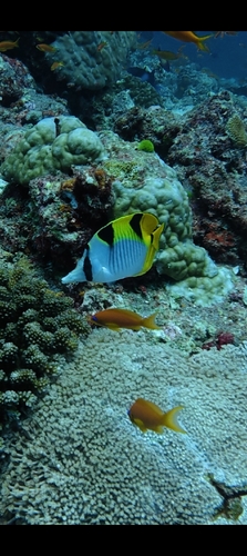 Chaetodon falcula observed 2026-09-23